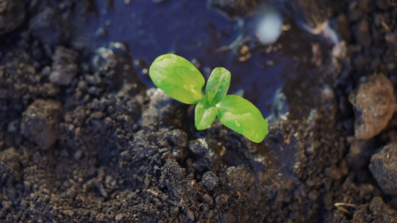Planta jovem junto ao solo úmido, em imagem ilustrativa