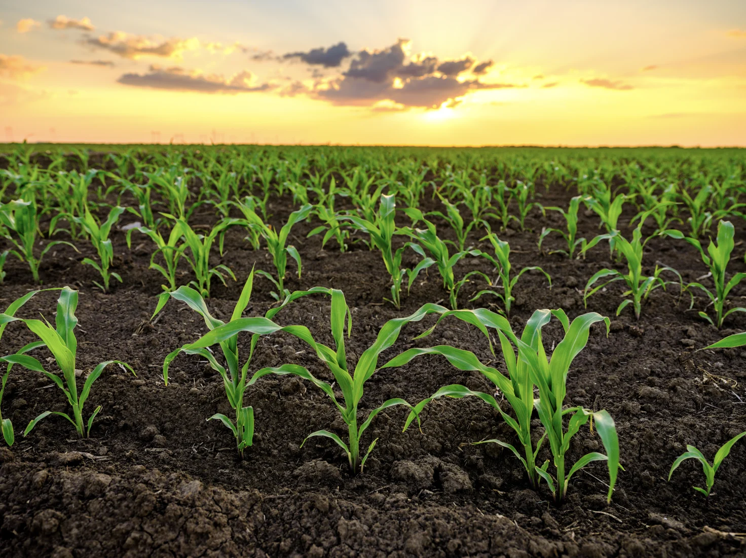 Plantas de milho ao pôr do sol